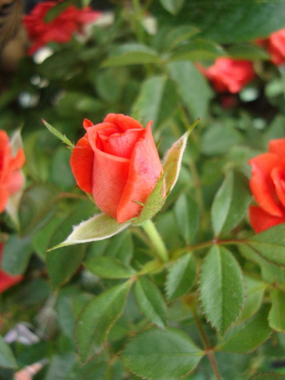 Photo of Rose (Rosa 'Autumn Sunblaze') uploaded by Paul2032
