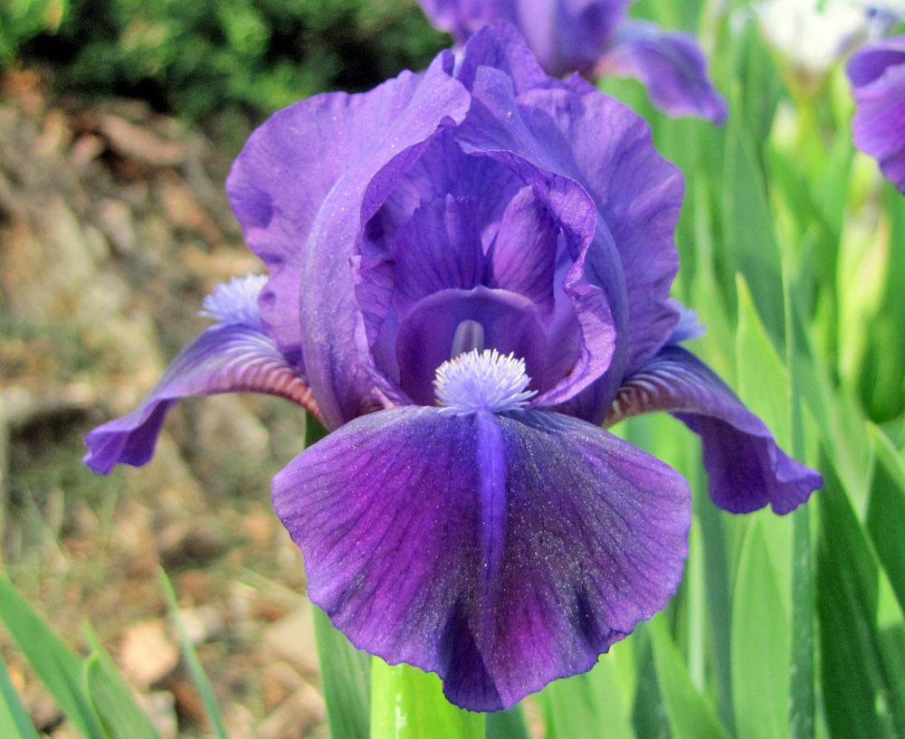 Photo of Standard Dwarf Bearded Iris (Iris 'Wizard's Return') uploaded by TBGDN