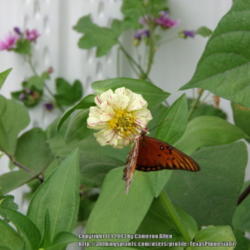 Location: Plano, TX
Date: 2013-08-09
Gulf Fritillary butterfly on bloom