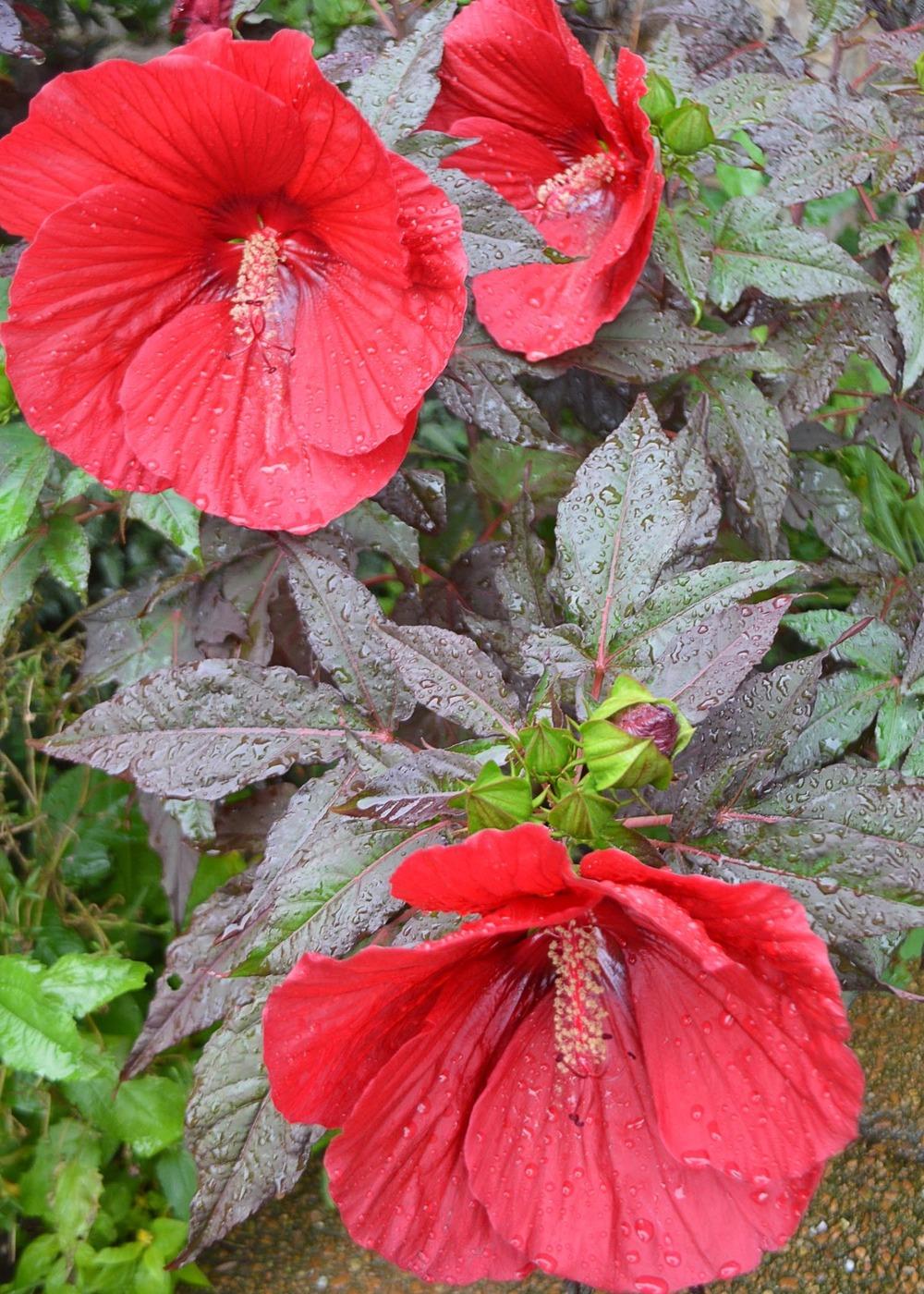Photo of Hybrid Hardy Hibiscus (Hibiscus 'Midnight Marvel') uploaded by clintbrown
