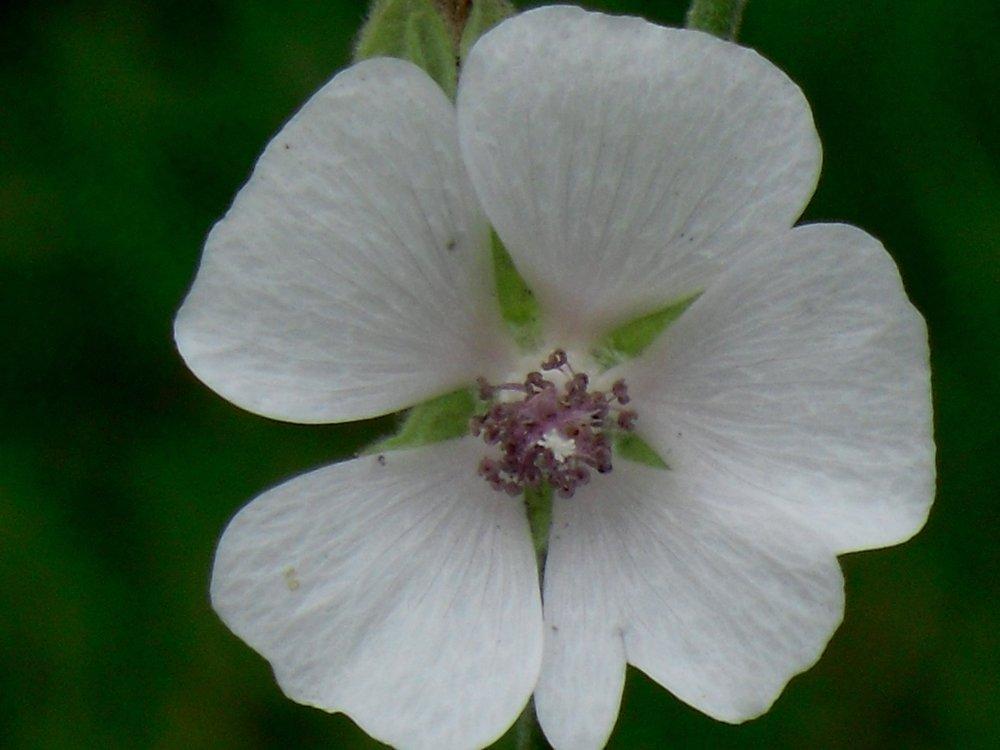 Photo of Marsh Mallow (Althaea officinalis) uploaded by wildflowers