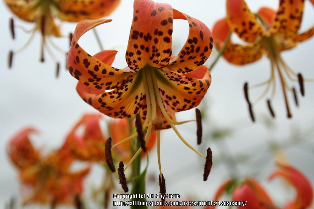 Photo of Lily (Lilium superbum) uploaded by 4susiesjoy