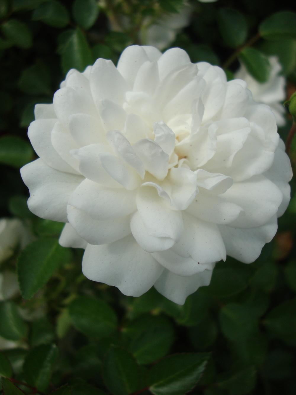 Photo of Rose (Rosa 'Sea Foam') uploaded by Paul2032