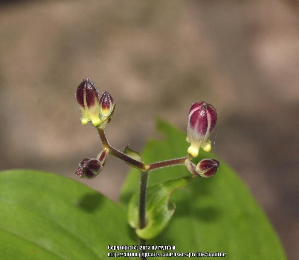 Photo of Toad Lily (Tricyrtis hirta 'Togen') uploaded by bonitin