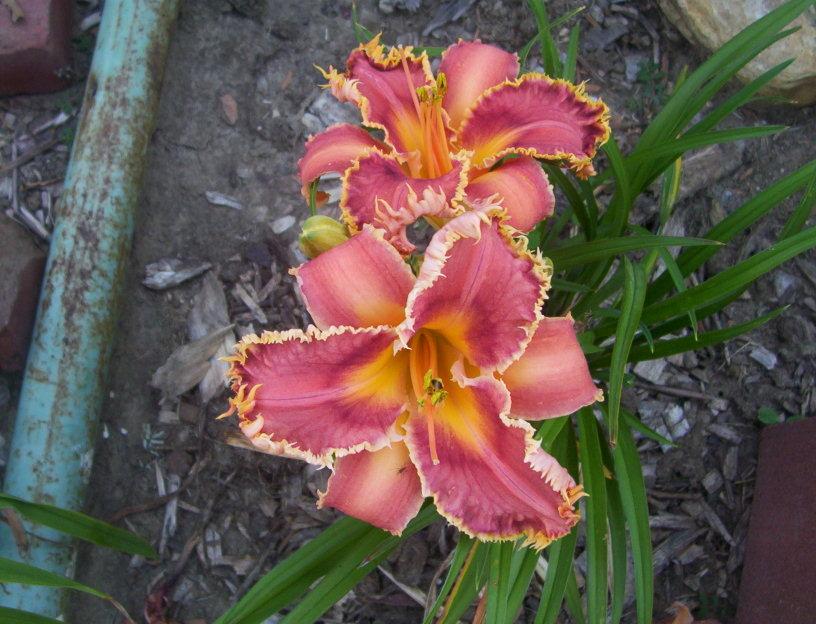 Photo of Daylily (Hemerocallis 'Interview with a Vampire') uploaded by cats1