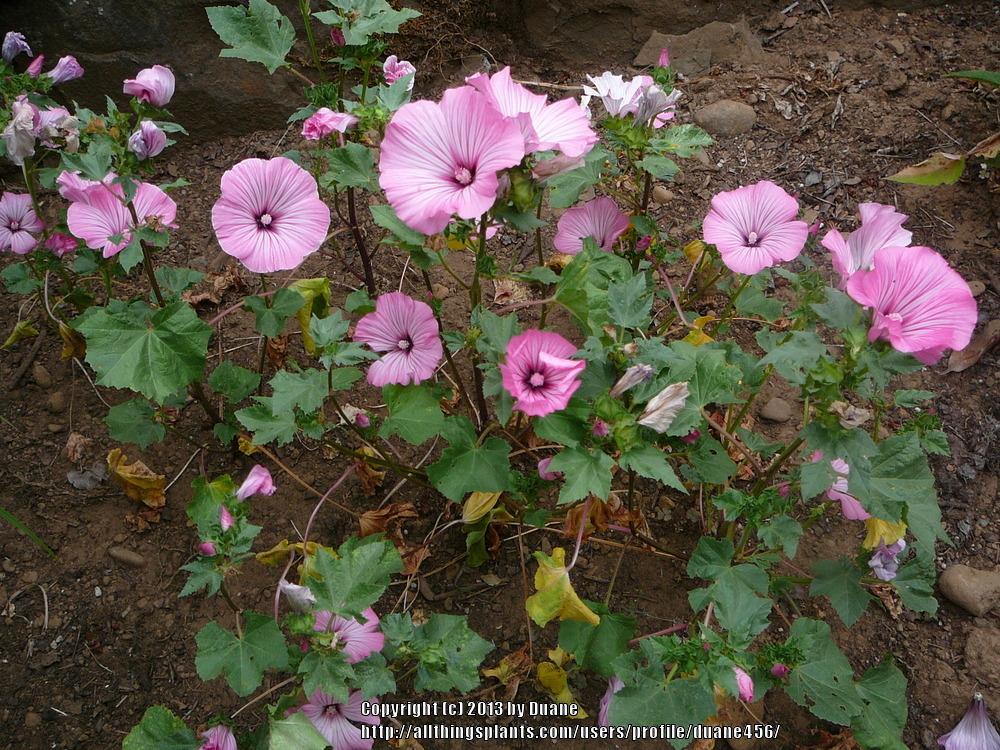 Photo of Annual Mallow (Malva trimestris 'Silver Cup') uploaded by duane456