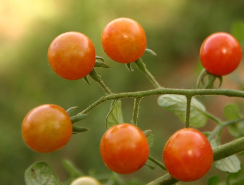 Photo of Cherry Tomato (Solanum lycopersicum 'Mexico Midget') uploaded by jon