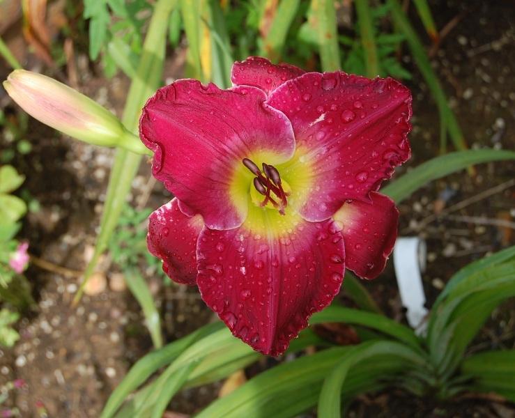 Photo of Daylily (Hemerocallis 'Joan Derifield') uploaded by pixie62560