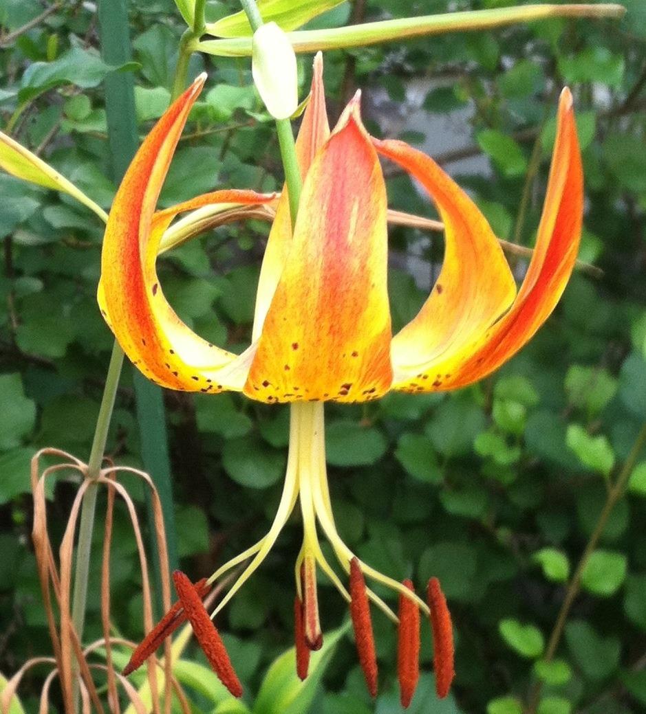 Photo of Lily (Lilium superbum) uploaded by speciesrok