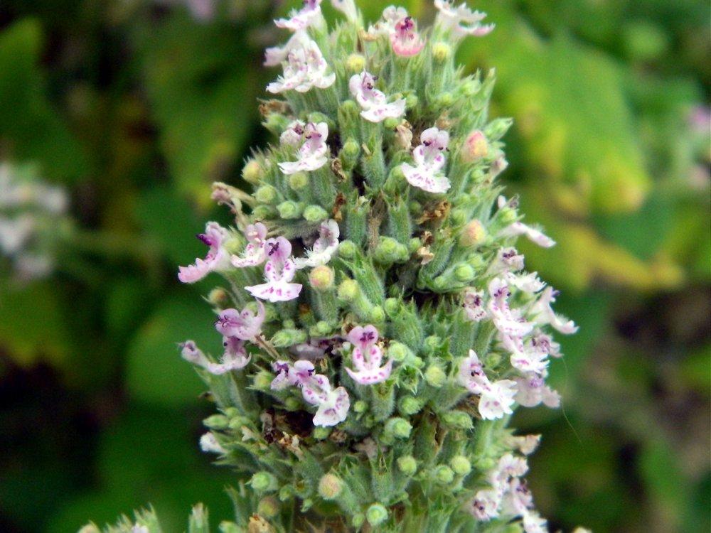 Photo of Catnip (Nepeta cataria) uploaded by wildflowers