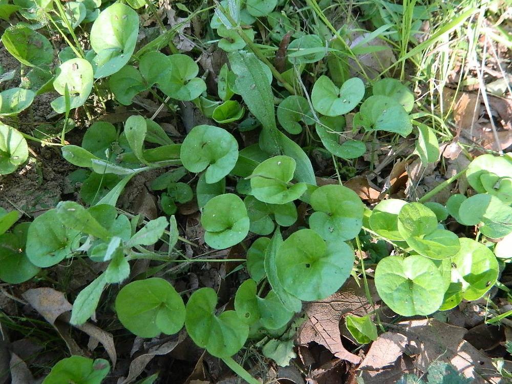 Photo of Pony's Foot (Dichondra carolinensis) uploaded by wildflowers
