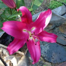 Location: Seattle, WA
Date: 2013-08-04
Deep color on this lily 'Robina'