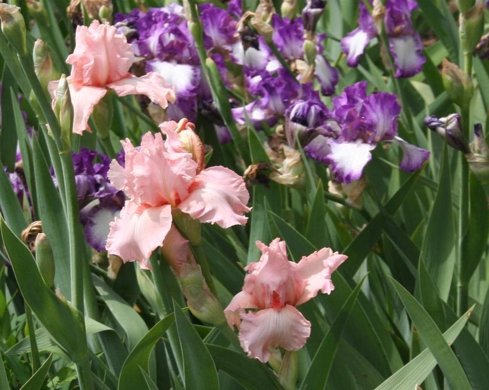 Photo of Tall Bearded Iris (Iris 'Happenstance') uploaded by KentPfeiffer