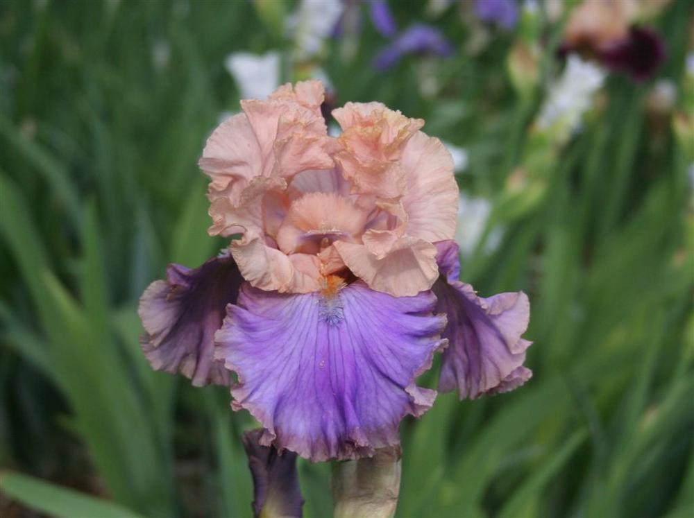 Photo of Tall Bearded Iris (Iris 'Florentine Silk') uploaded by KentPfeiffer