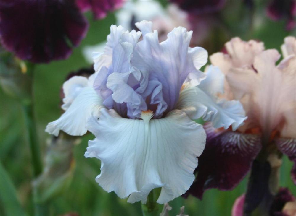 Photo of Tall Bearded Iris (Iris 'Fogbound') uploaded by KentPfeiffer