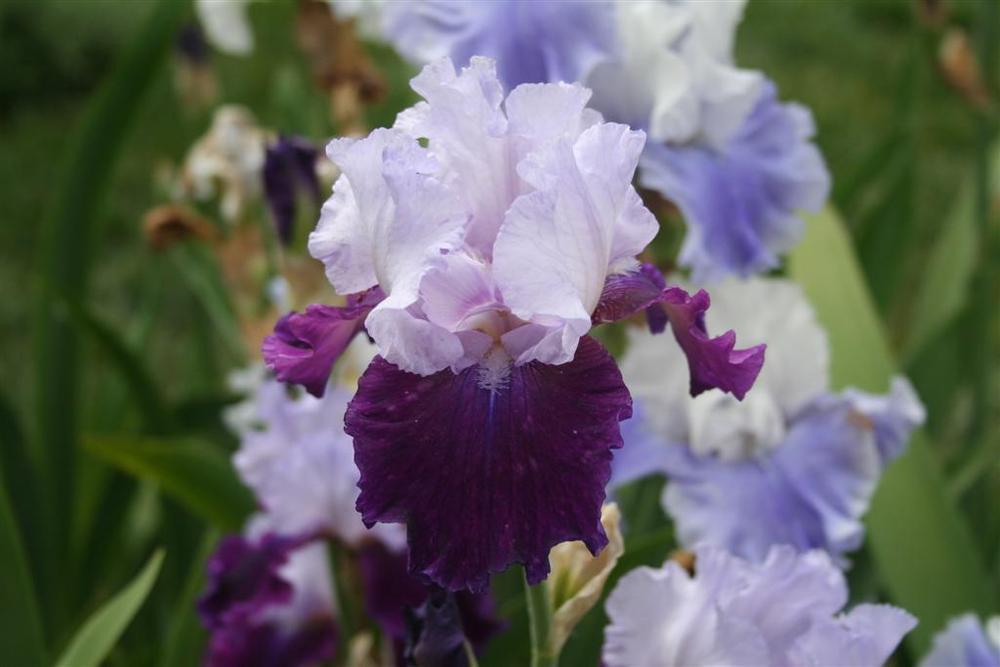 Photo of Tall Bearded Iris (Iris 'Fit for a King') uploaded by KentPfeiffer
