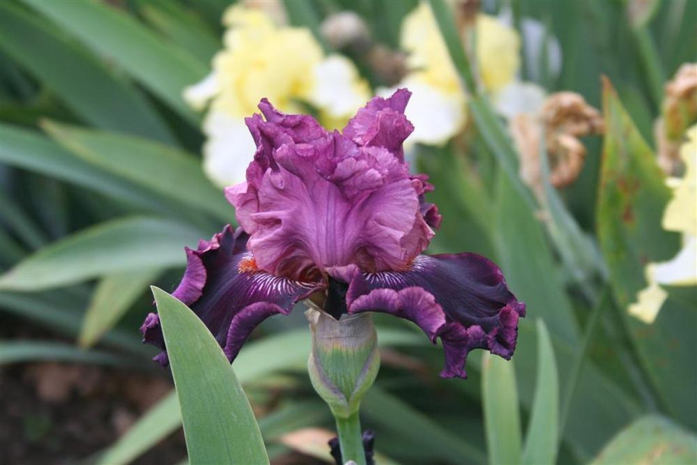 Photo of Tall Bearded Iris (Iris 'Fashion Diva') uploaded by KentPfeiffer