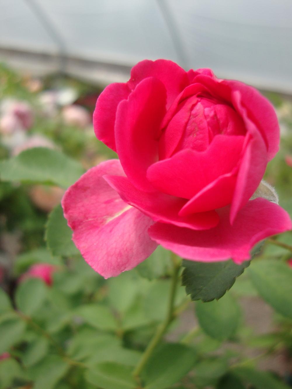 Photo of Rose (Rosa 'Sir John Betjeman') uploaded by Paul2032