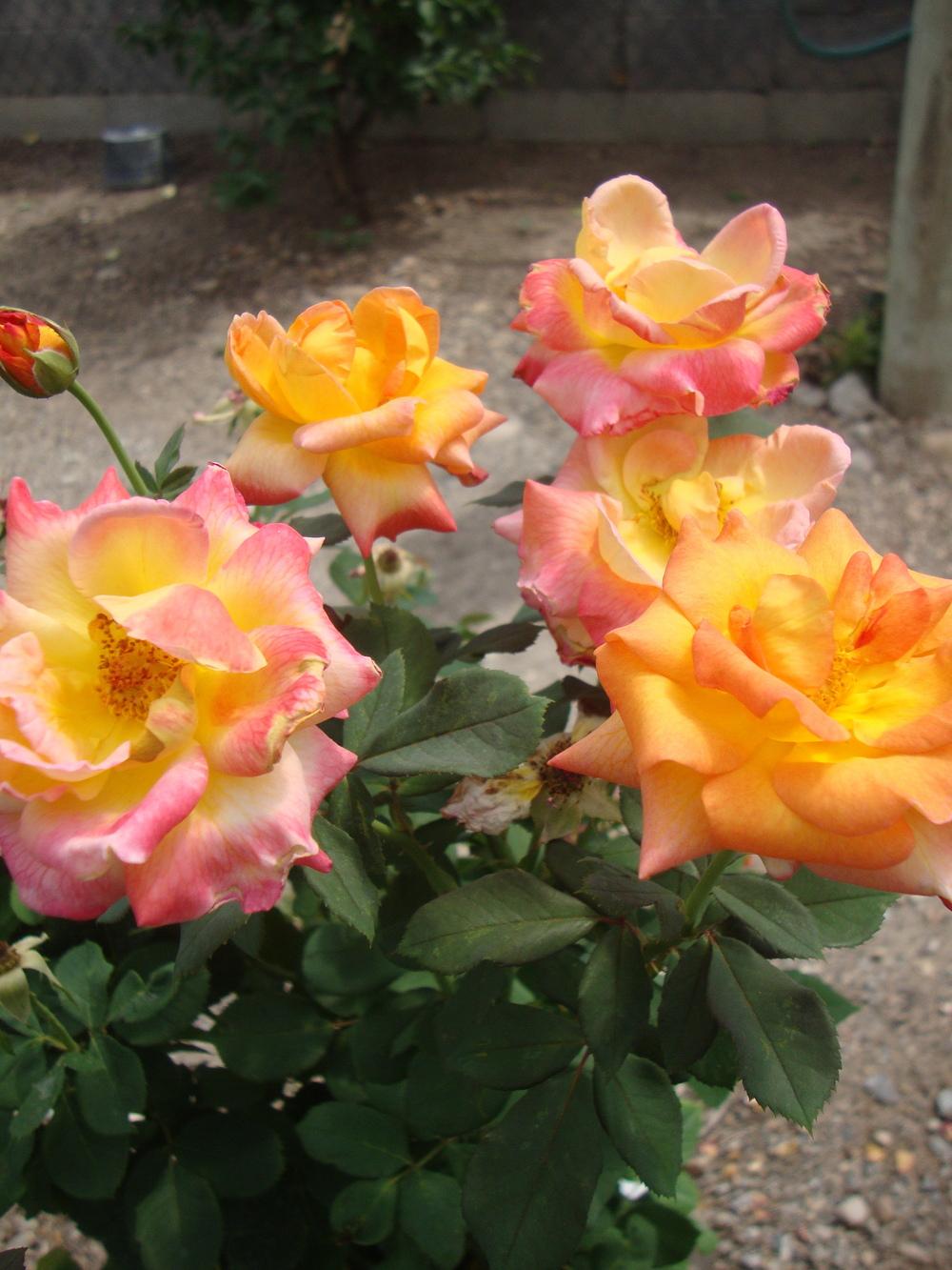 Photo of Rose (Rosa 'Mardi Gras') uploaded by Paul2032