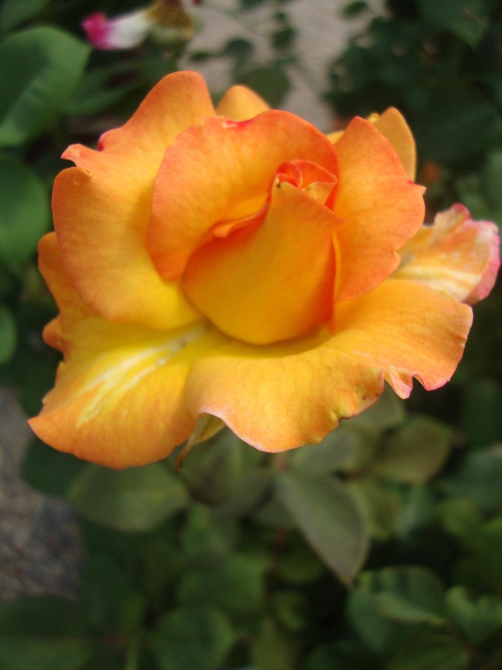 Photo of Rose (Rosa 'Mardi Gras') uploaded by Paul2032