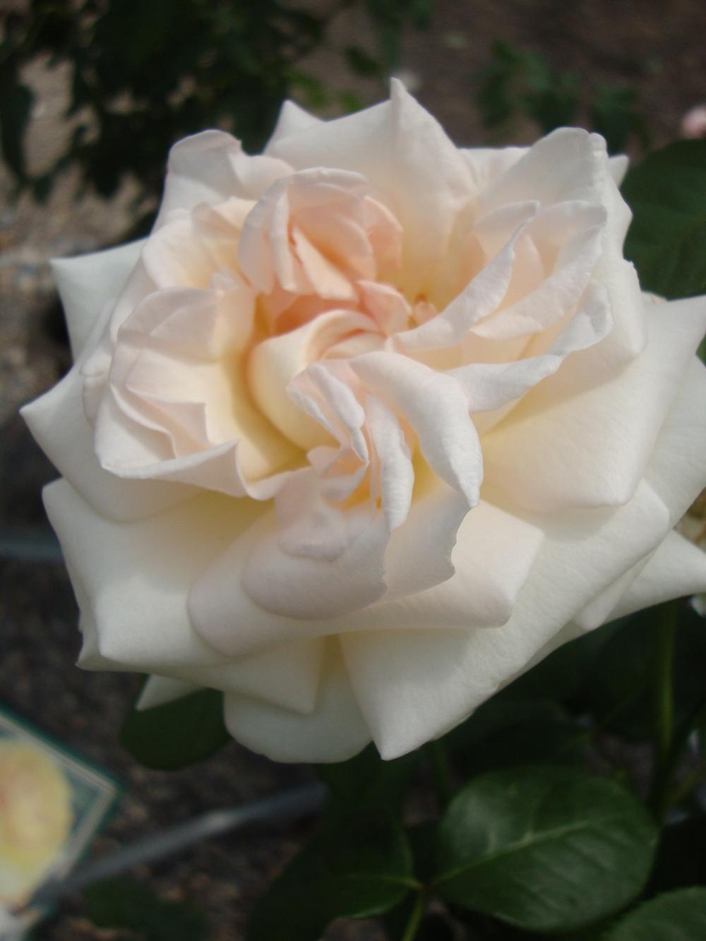 Photo of Rose (Rosa 'Schloss Ippenburg') uploaded by Paul2032
