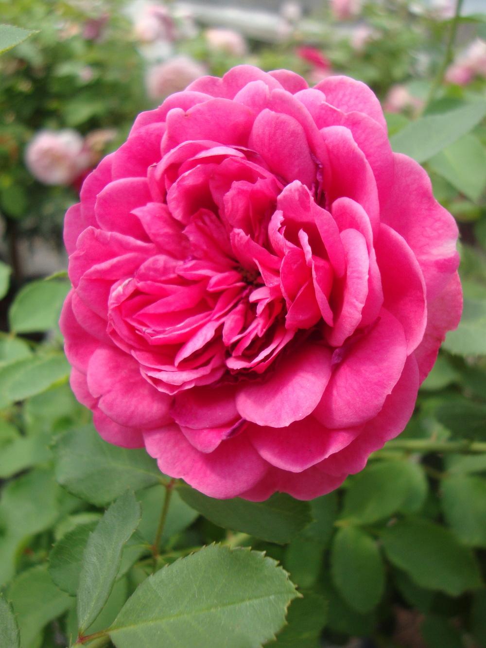 Photo of Rose (Rosa 'Sir John Betjeman') uploaded by Paul2032