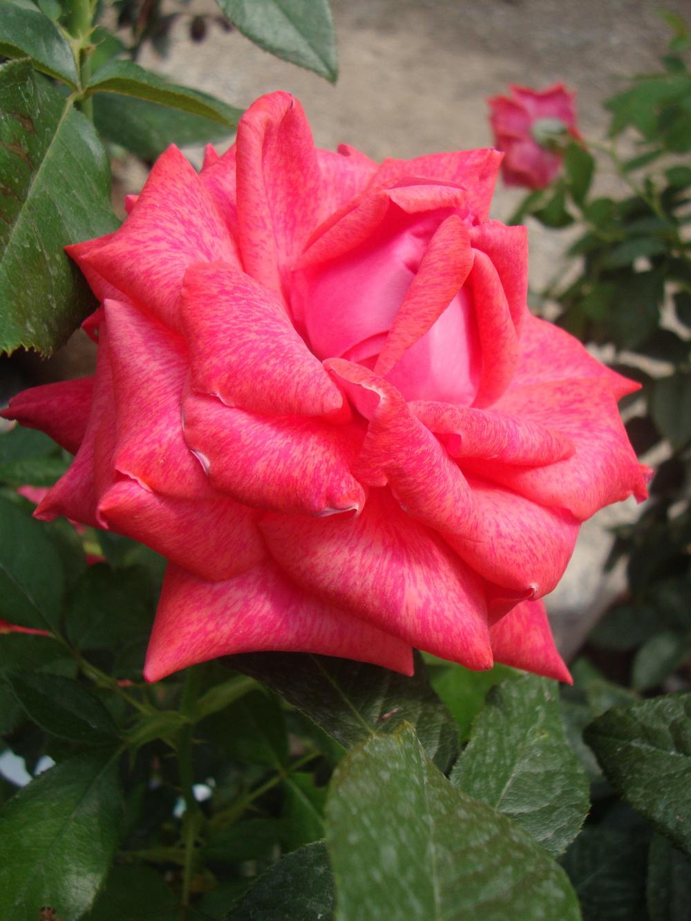 Photo of Rose (Rosa 'Cinnamon Dolce') uploaded by Paul2032