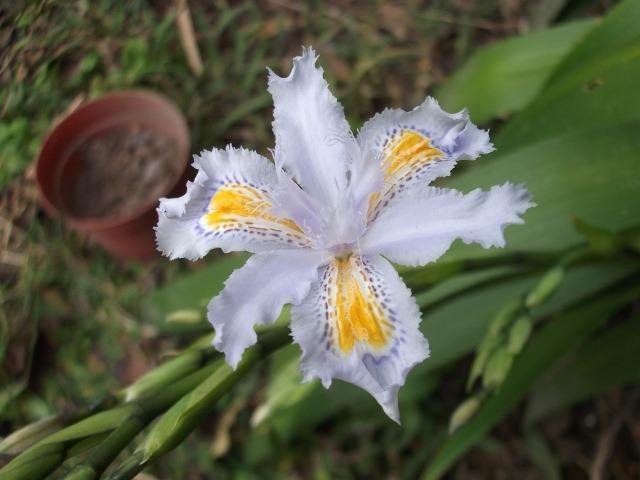 Photo of Species Iris (Iris japonica 'Japonica Ledger') uploaded by ceci