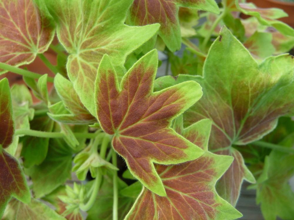 Photo of Zonal Geranium (Pelargonium x hortorum 'Vancouver Centennial') uploaded by gardengus