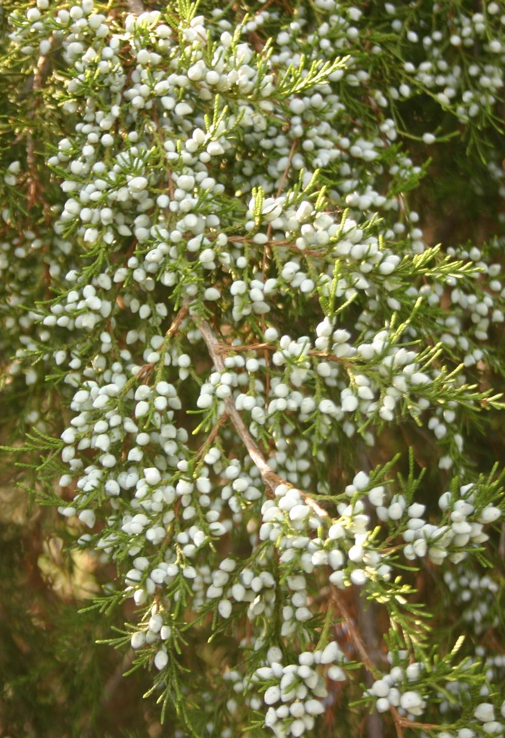 Photo of Eastern Red Cedar (Juniperus virginiana) uploaded by jon
