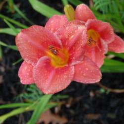 Location: Maine
Date: 2013-08-03
One of my 1st 10 daylilies when I started collecting many moons a