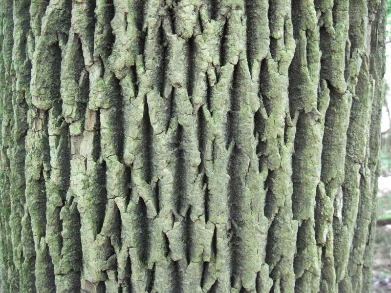 Photo of White Ash (Fraxinus americana) uploaded by robertduval14