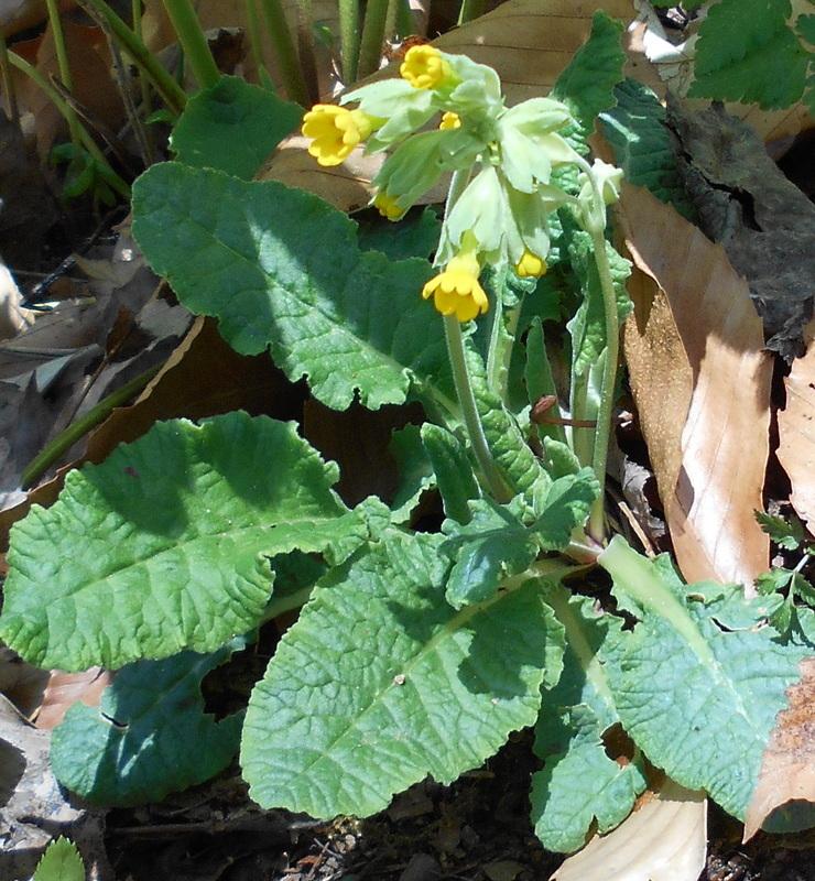 Photo of Cowslip (Primula veris) uploaded by vic