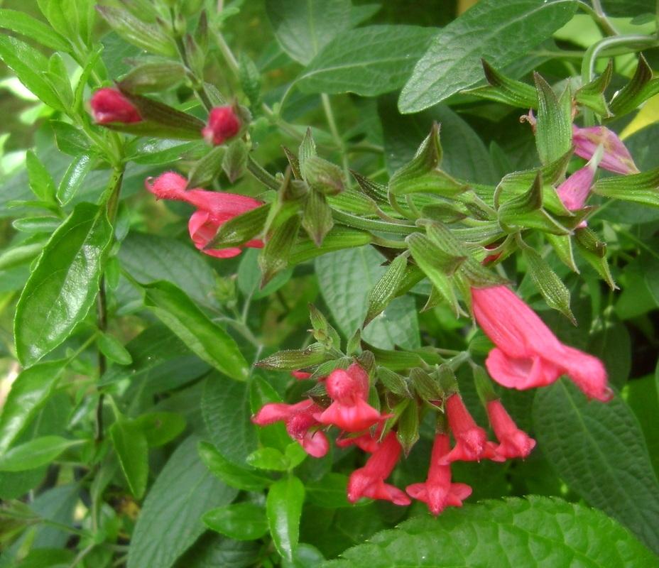 Photo of Salvias (Salvia) uploaded by vic