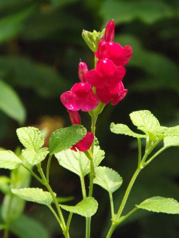 Photo of Baby Sage (Salvia microphylla 'San Carlos Festival') uploaded by vic