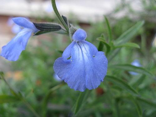 Photo of Blue Sage (Salvia azurea) uploaded by vic