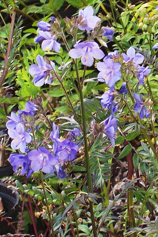 Photo of Jacob's Ladder (Polemonium caeruleum f. hidakanum 'Purple Rain') uploaded by vic