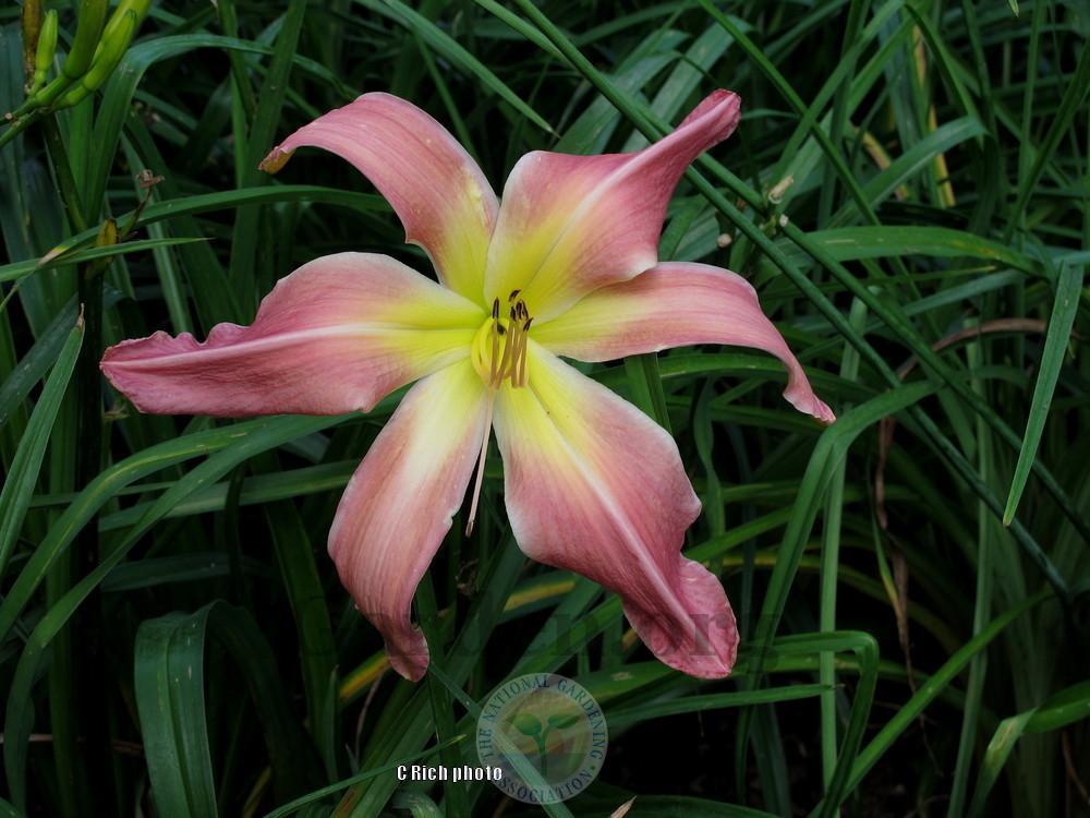 Photo of Daylily (Hemerocallis 'Webster's Pink Wonder') uploaded by Char