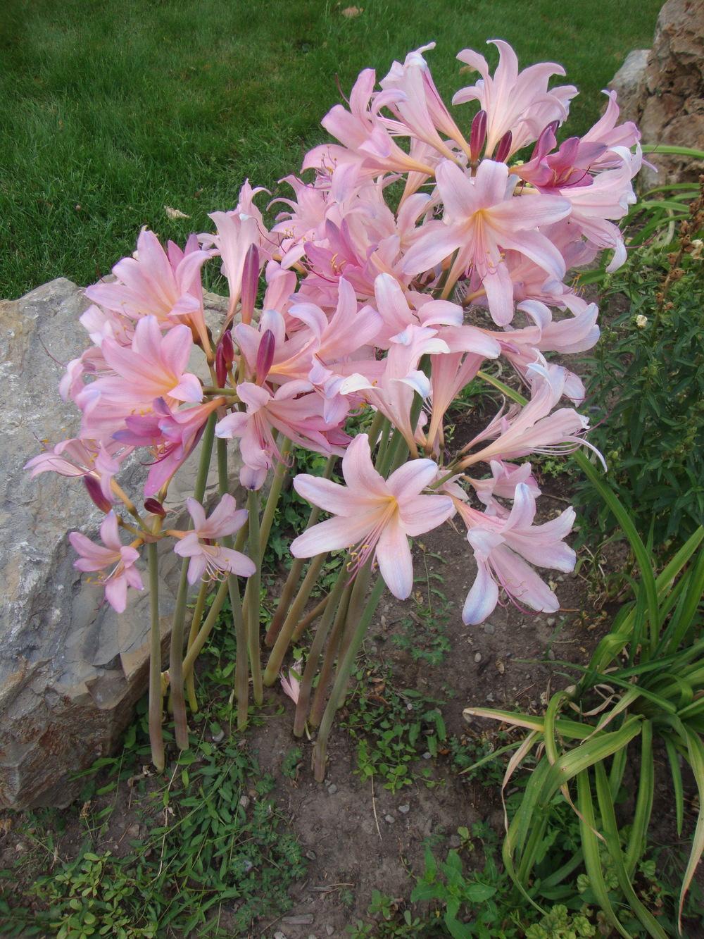Photo of Surprise Lily (Lycoris squamigera) uploaded by Paul2032