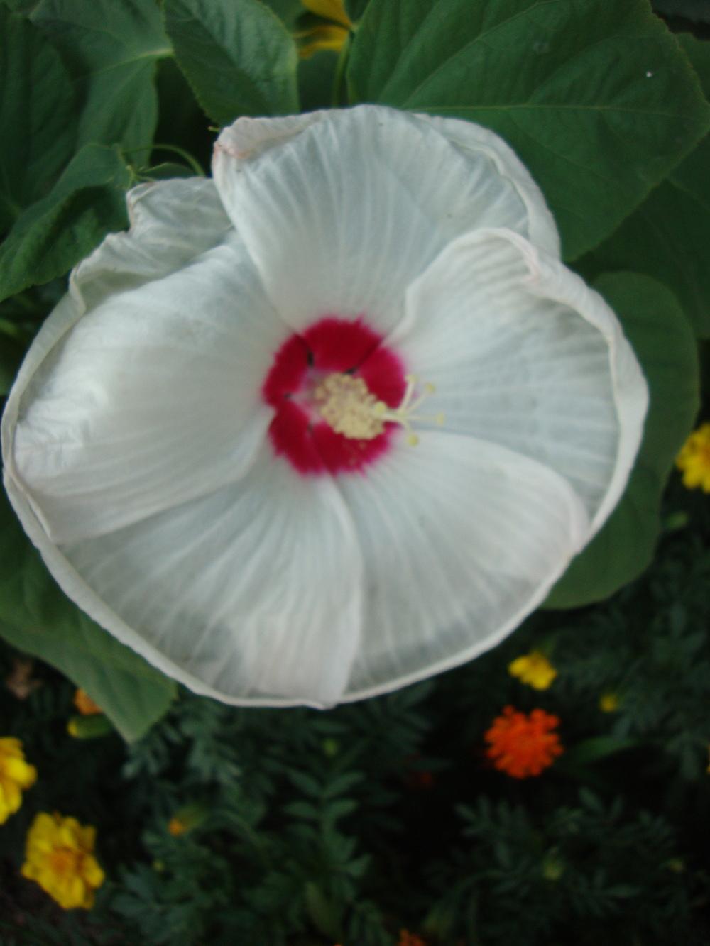 Photo of Hibiscus uploaded by Paul2032