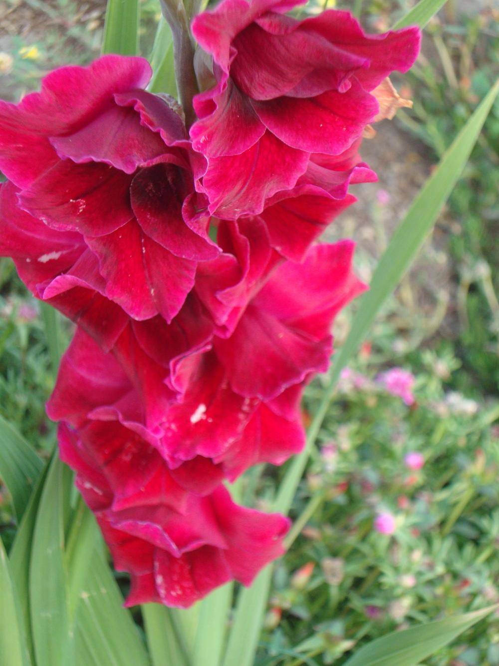 Photo of Gladiola (Gladiolus) uploaded by Paul2032
