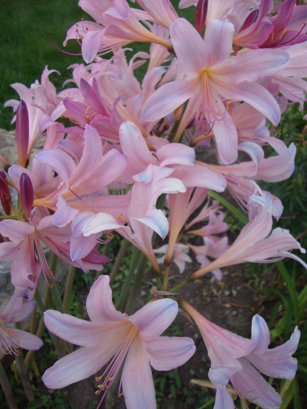 Photo of Surprise Lily (Lycoris squamigera) uploaded by Paul2032