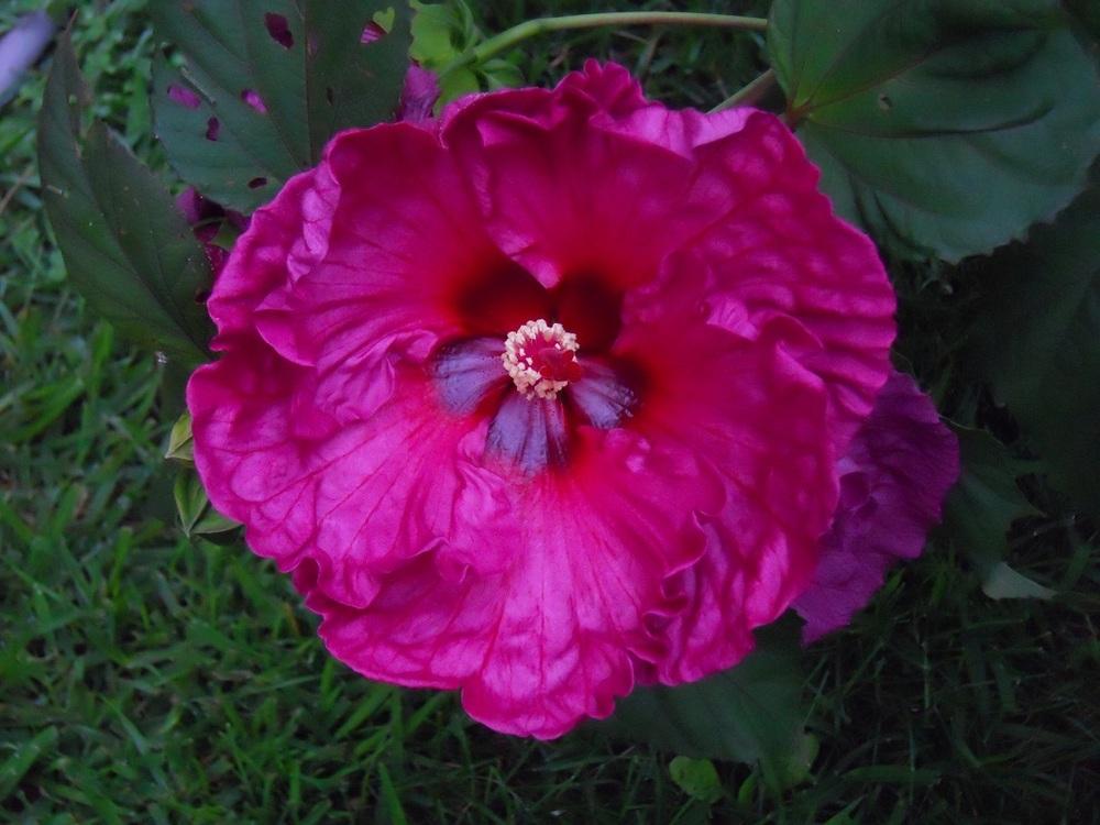 Photo of Hybrid Hardy Hibiscus (Hibiscus 'Plum Crazy') uploaded by Rose1656