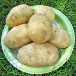 Location: My Place
Date: August 11, 2013
Six Potatoes On 8 Inch Plate