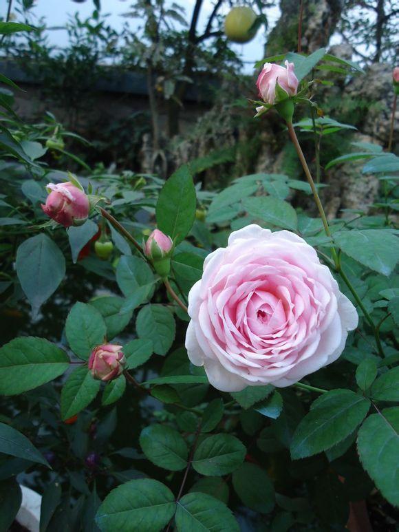 Photo of Rose (Rosa 'Fen Zhang Lou') uploaded by farmwind