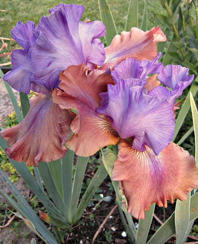 Photo of Tall Bearded Iris (Iris 'Sottobosco') uploaded by ge1836