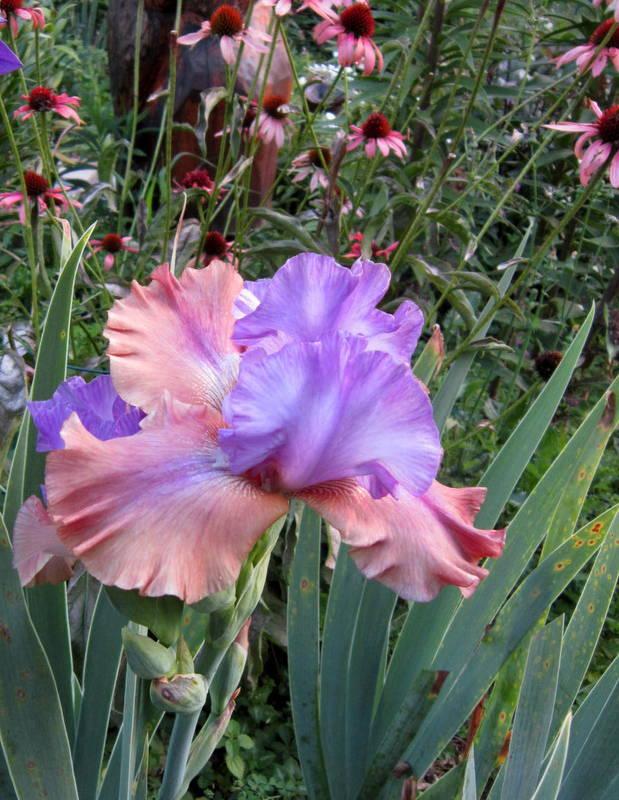 Photo of Tall Bearded Iris (Iris 'Sottobosco') uploaded by ge1836
