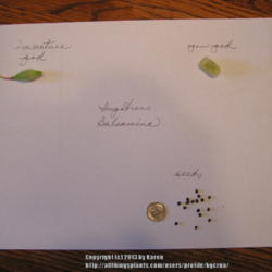 Location: My Cincinnati Ohio garden
Date: August 2013
Impatiens balsamina seeds and seed pods