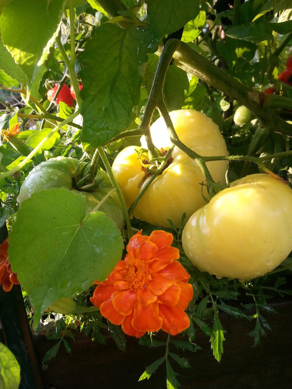 Photo of Tomato (Solanum lycopersicum 'Beefsteak, White') uploaded by sundina