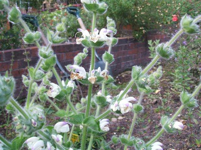 Photo of Silver Sage (Salvia argentea) uploaded by vic